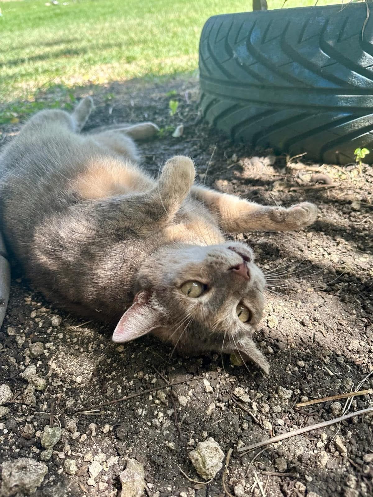 Rescue animal from Ocean Acres